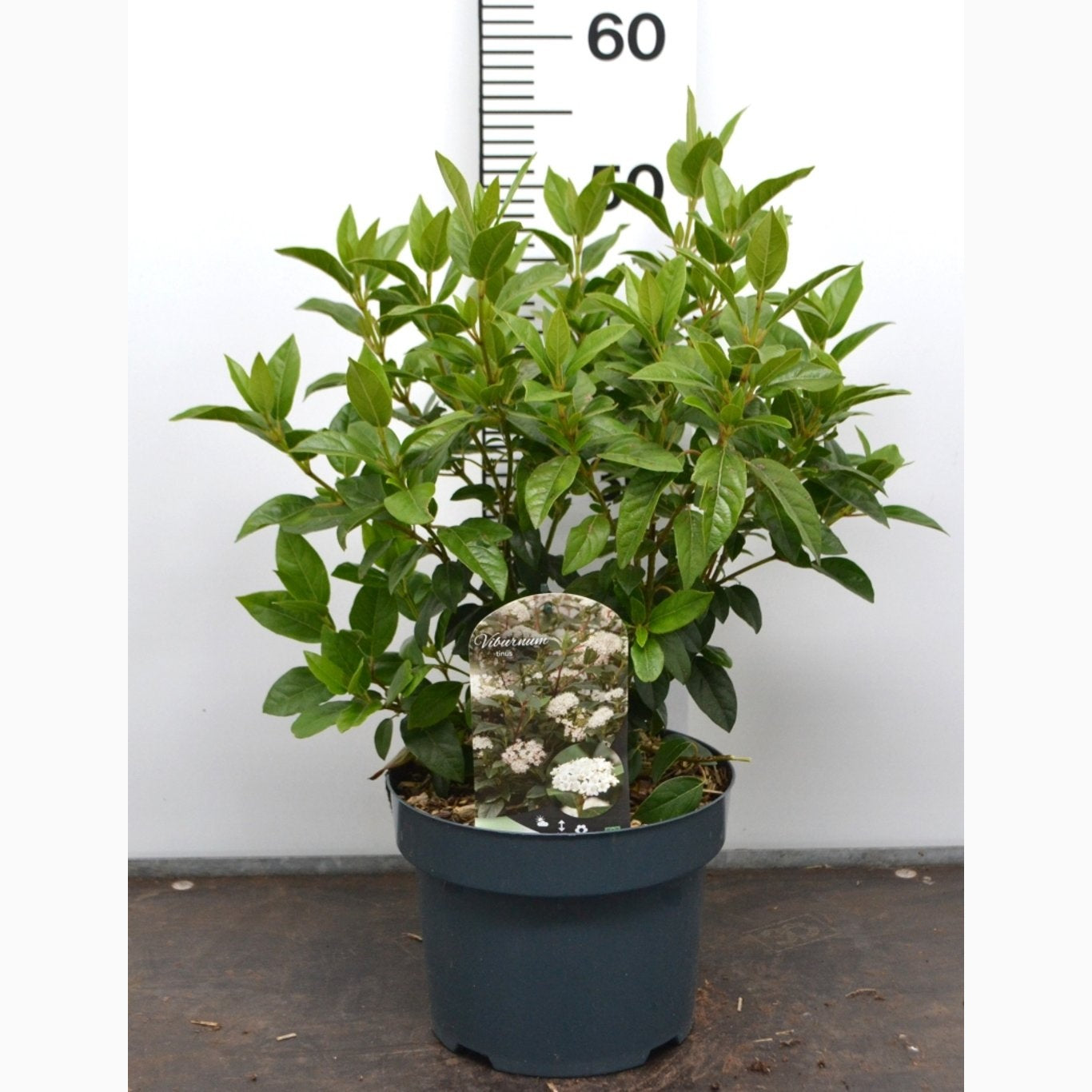 Glansolvon – Viburnum tinus - C5 40-50 CM
